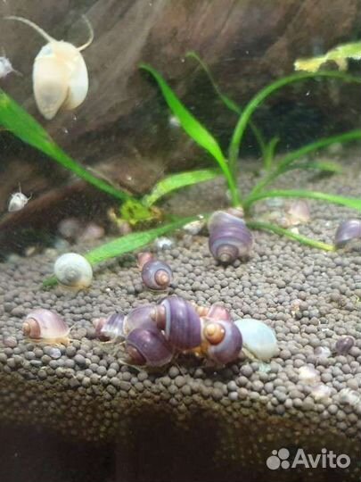 Улитки ампулярии