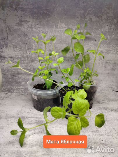 Мята в горшке
