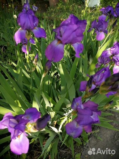 Ирисы