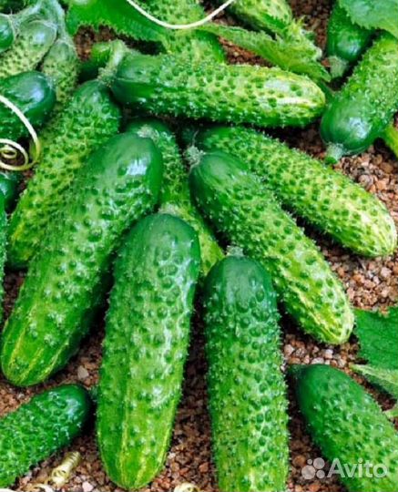 Огурчики Герман семена