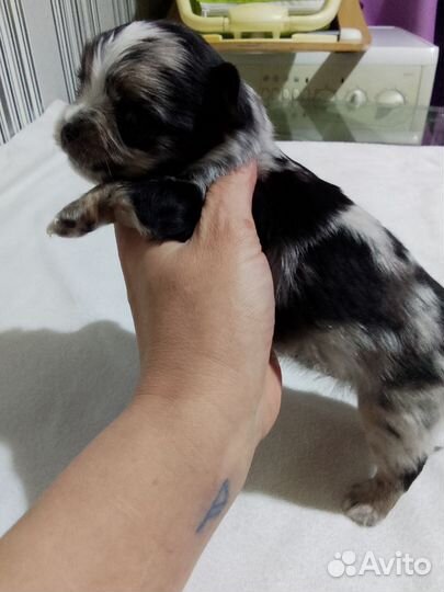 Мини мальчик