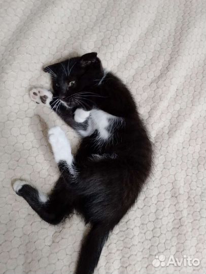 Кошка в дар