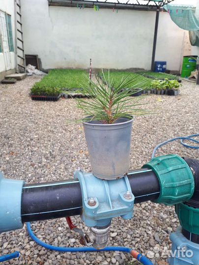 Сосна чёрная