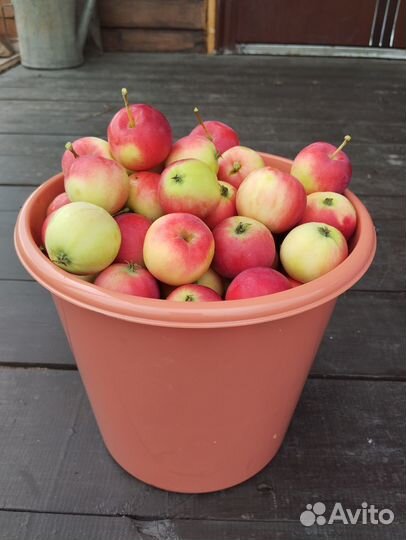 Яблоки домашние