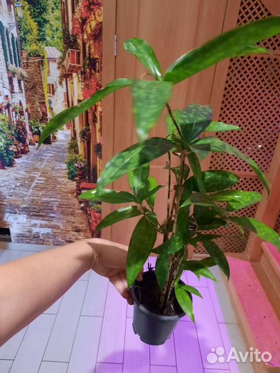 Драцена суркулоза