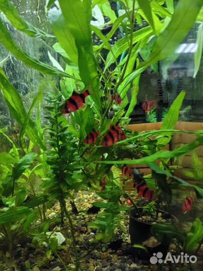 Аквариумные растения. Растения в аквариум