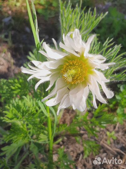 Растения для сада