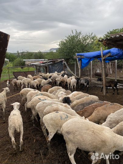 Овцы бараны ярки ягнята