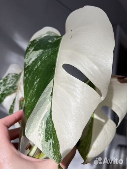 Монстера альба