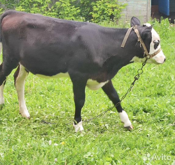 Тёлочка 5 мес