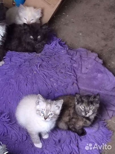 Котята