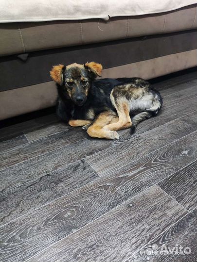 Собака в добрые руки