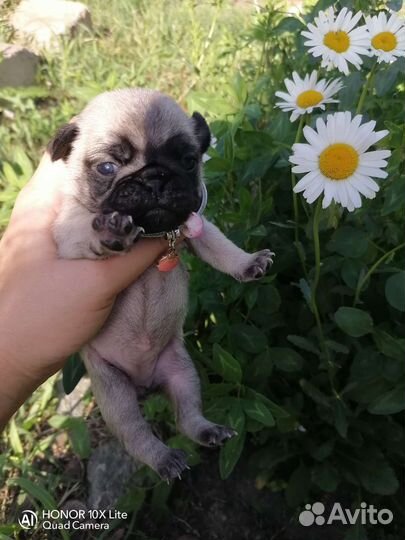 Щенки мопса