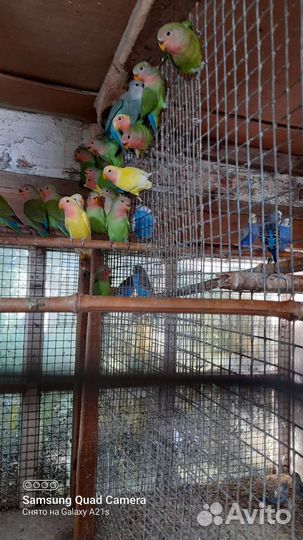 Попугай неразлучники