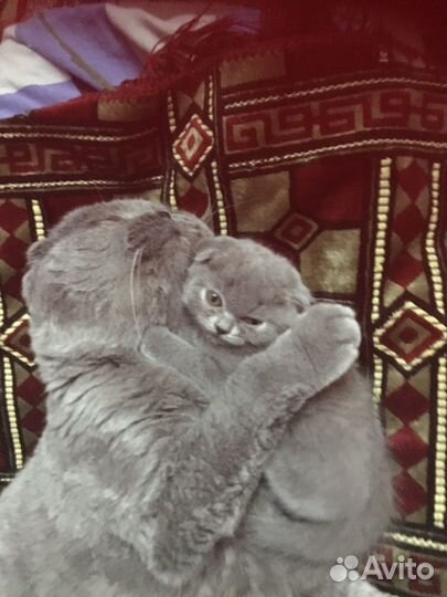 Британские котята