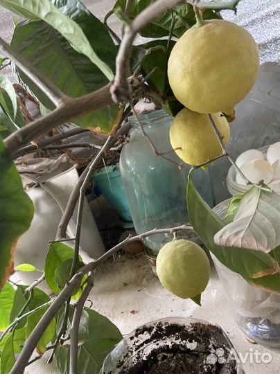 Лимонное дерево