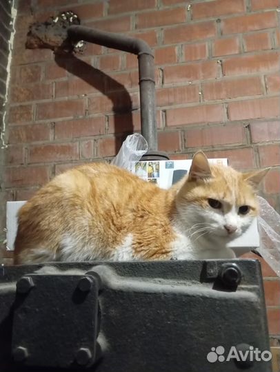 Ласковый рыжий кот ищет дом