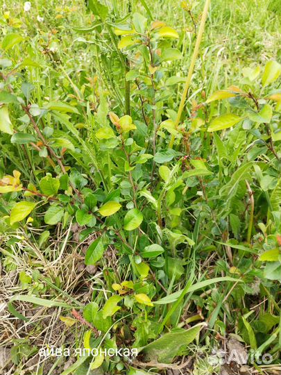 Саженцы айвы японской (хеномелес японский)