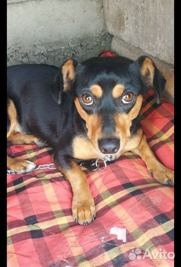 Цвергпинчер