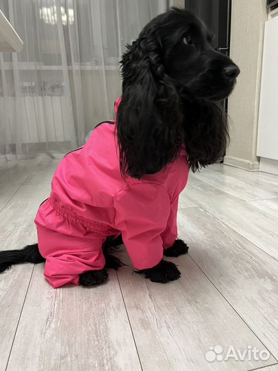 Комбинезон для собаки, снуд для собаки