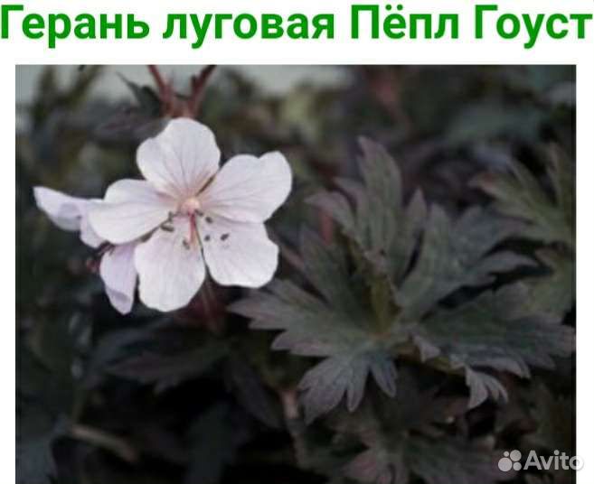 Дицентры, гелениумы, герани