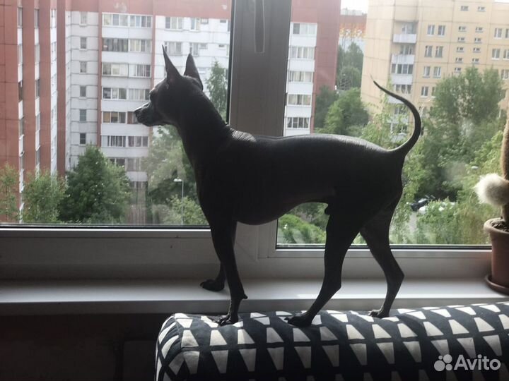 Кобель для вязки Ксоло mini