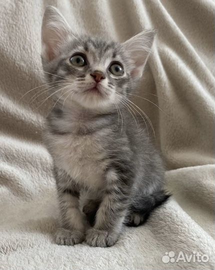 Котёнок-мальчик