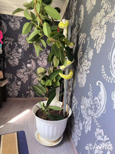 Фикус бенджамина большой