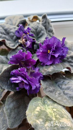 Фиалка в горшке фиолетовая
