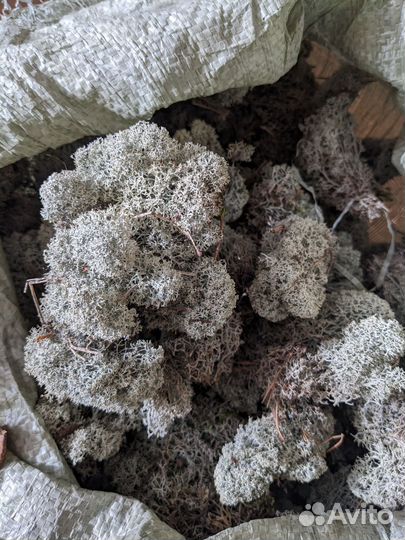 Мох ягель сухой