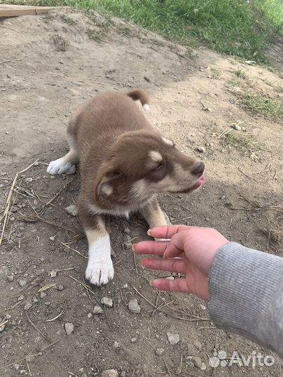 Щеночки в добрые руки лайки