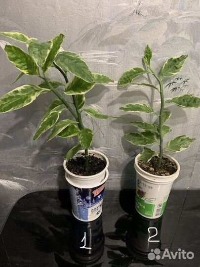 Педилантус