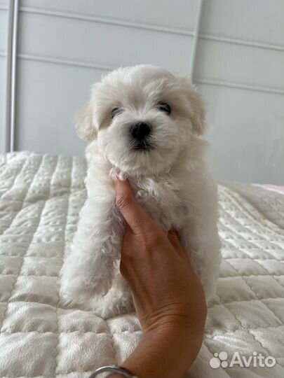 Щенок мальтезе