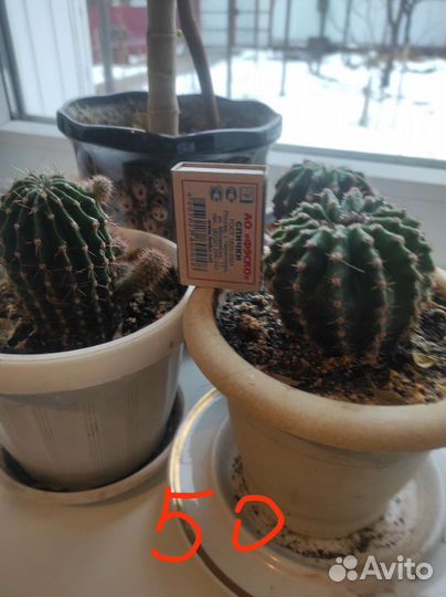 Кактусы эхинопсис