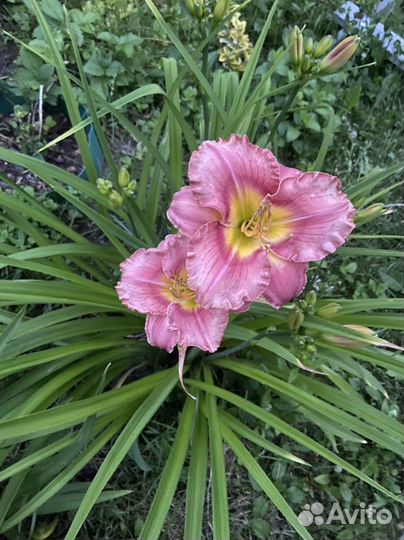 Лилейники сортовые