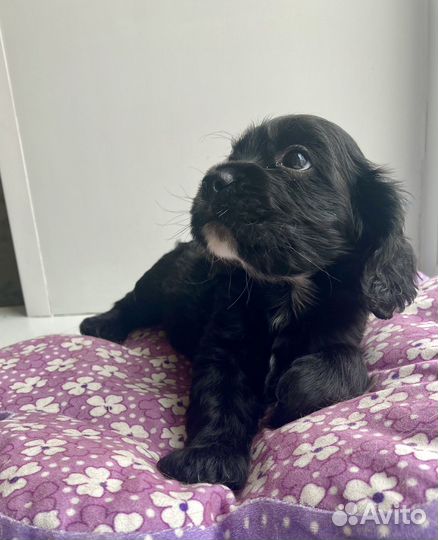 Кокер спаниель