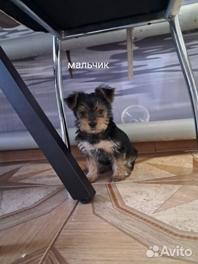 Йоркширский терьер щенки смесь