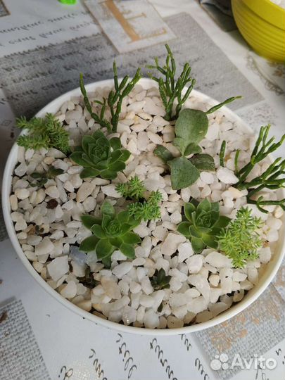 Мини садик из Кактусов и суккулентов/подарок