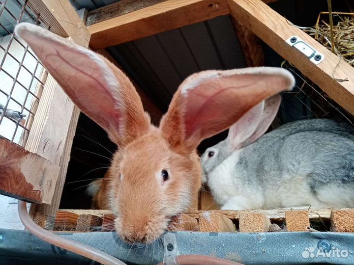 Кролики Ризен, Фландер, нзк
