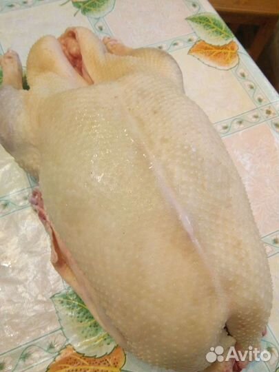 Утки, гуси