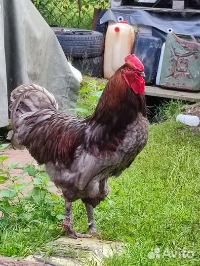 Молодые петушки