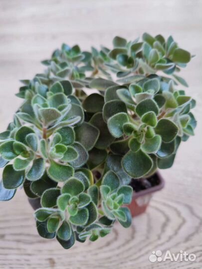 Бугенвиллия