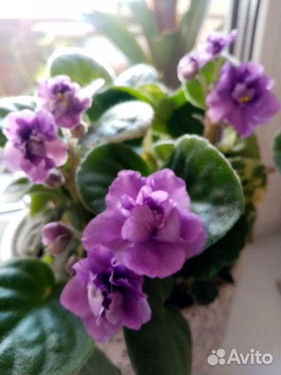 Фиалка сенполия лиловая махровая