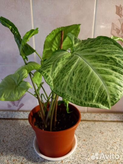 Цветы домашние в горшках