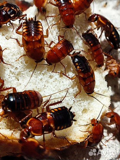 Туркменские тараканы (корм)