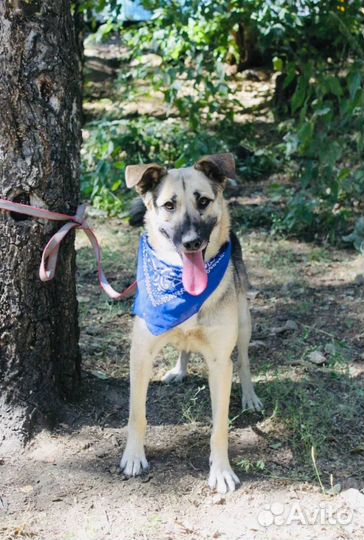 Собака Валя очень добрая и нежная из приюта