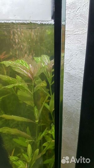 Аквариумные растения, рыбки, криветки