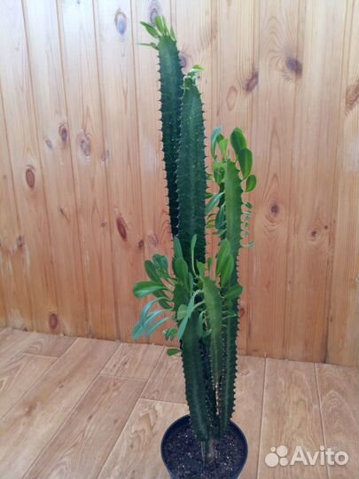 Молочай трёхгранный-кактус