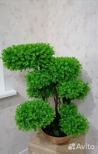 Дерево самшит