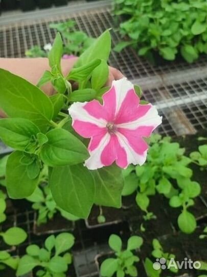 Рассада цветов